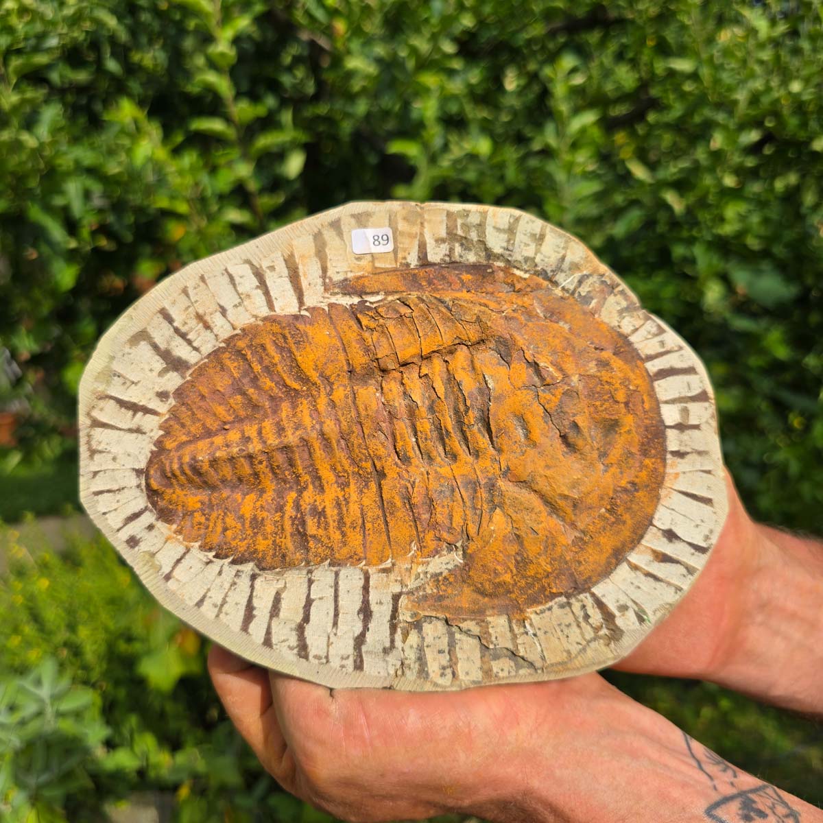Echter Trilobit Fossil auf Matrix – Naturfund aus Marokko - handpräpariert - 21x16cm - Nr. 89