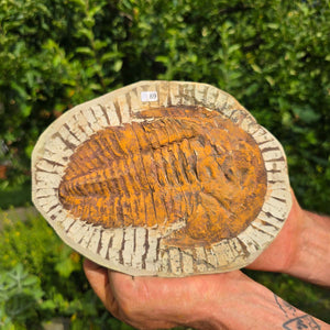 Echter Trilobit Fossil auf Matrix – Naturfund aus Marokko - handpräpariert - 21x16cm - Nr. 89