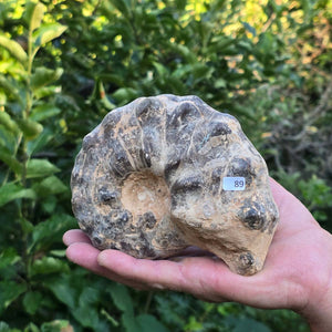 Ammonit - Echtes versteinertes Fossil - 100 Millionen Jahre alt - 14x11x6 cm - NR. 89