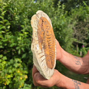 Echter Trilobit Fossil auf Matrix – Naturfund aus Marokko - handpräpariert - 21x16cm - Nr. 89
