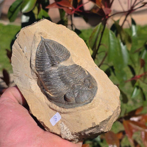 Echter Trilobit auf Muttergestein - Fossil aus Marokko – ca. 350 Mio. J., handpräpariert 14x10x6cm Nr. 8