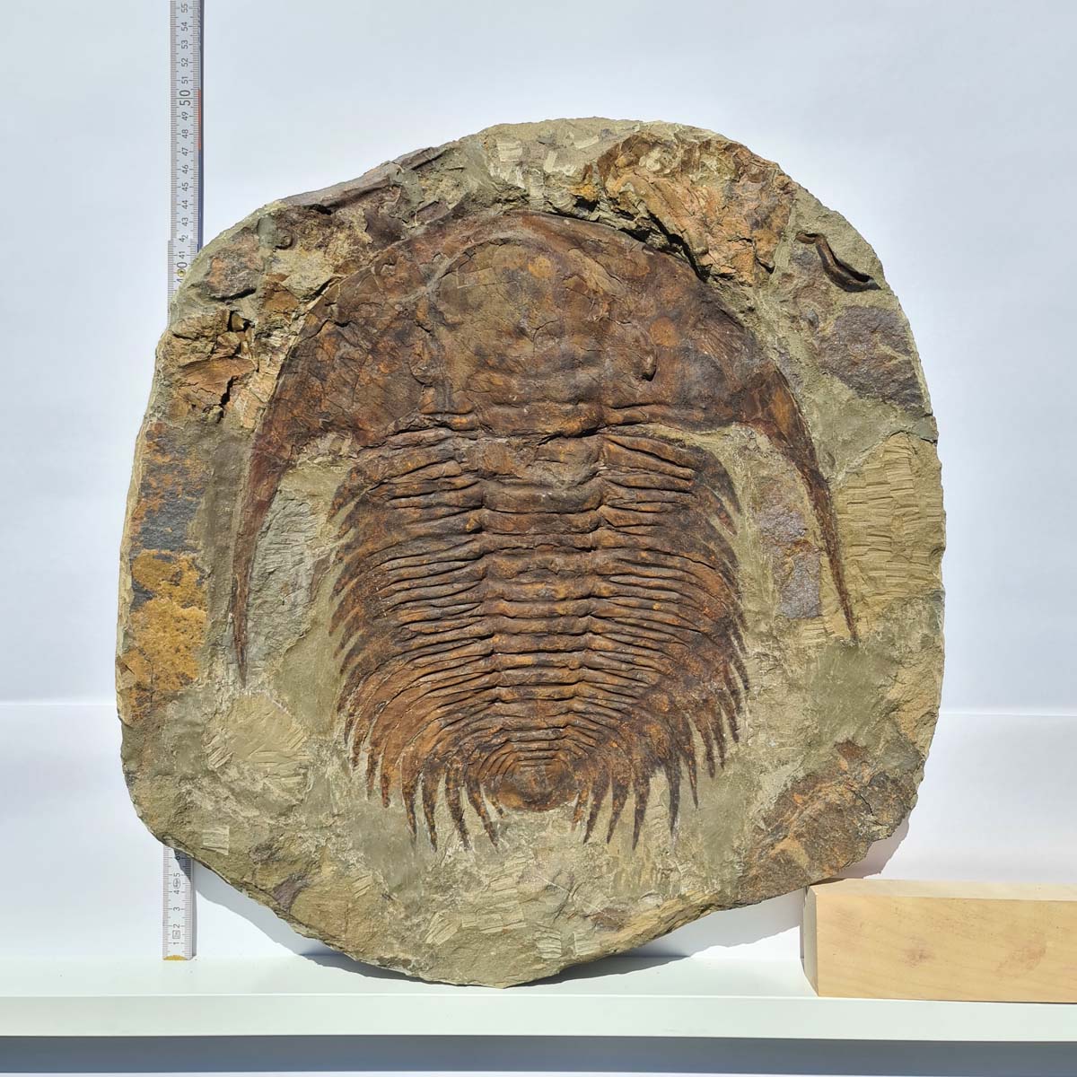 Echter Trilobit Fossil auf Matrix – Naturfund aus Marokko - handpräpariert - 48x48cm - Nr. 8