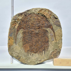 Echter Trilobit Fossil auf Matrix – Naturfund aus Marokko - handpräpariert - 48x48cm - Nr. 8