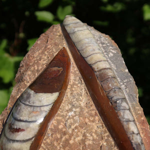 Orthoceras Fossil – 16x12cm geschliffene Platte aus Marokko - Nr. 8
