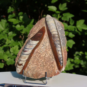 Orthoceras Fossil – 16x12cm geschliffene Platte aus Marokko - Nr. 8