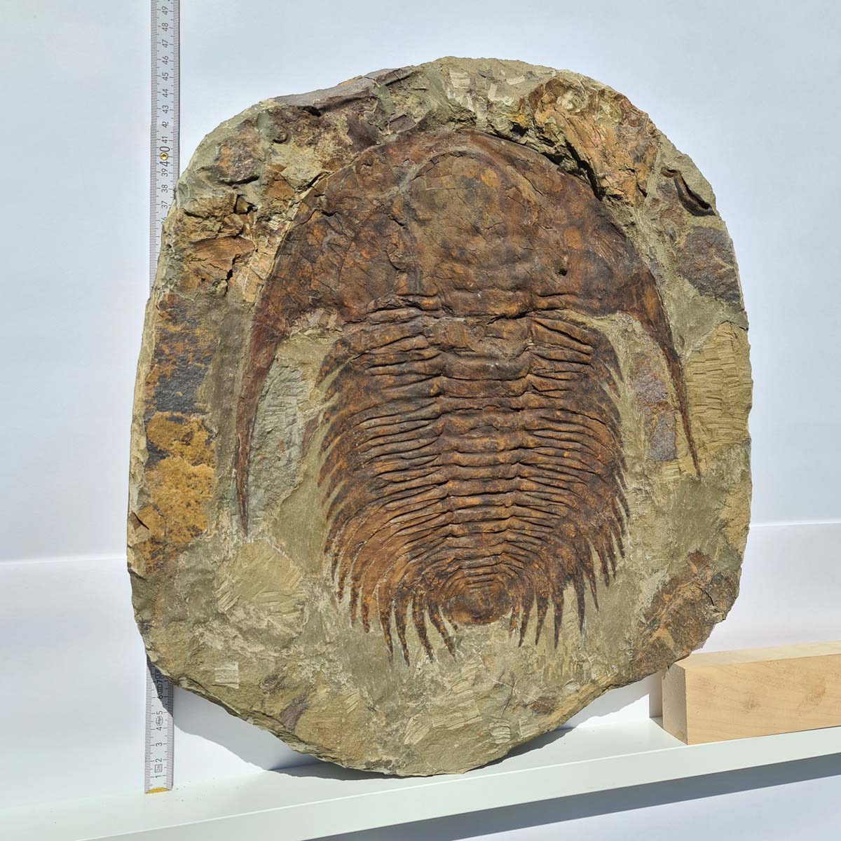 Echter Trilobit Fossil auf Matrix – Naturfund aus Marokko - handpräpariert - 48x48cm - Nr. 8