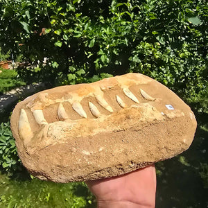 Mosasaurier Kiefer mit originalen Zähnen (Präpariert) – Fossil aus Marokko - 26x17cm - Nr. 8
