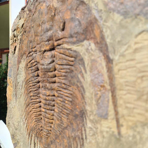 Echter Trilobit Fossil auf Matrix – Naturfund aus Marokko - handpräpariert - 48x48cm - Nr. 8