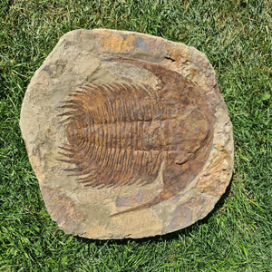 Echter Trilobit Fossil auf Matrix – Naturfund aus Marokko - handpräpariert - 48x48cm - Nr. 8