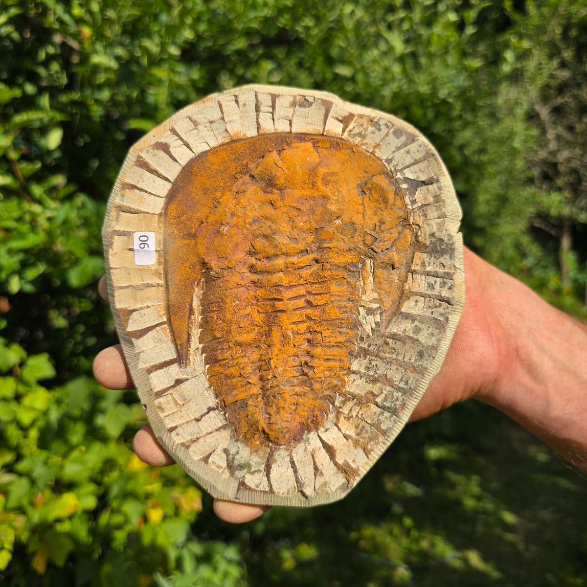Echter Trilobit Fossil auf Matrix – Naturfund aus Marokko - handpräpariert - 18x15cm - Nr. 90