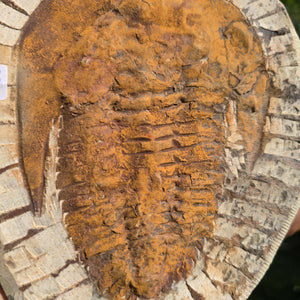 Echter Trilobit Fossil auf Matrix – Naturfund aus Marokko - handpräpariert - 18x15cm - Nr. 90