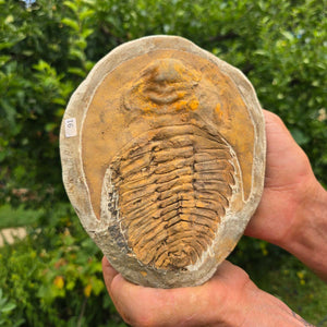Echter Trilobit Fossil auf Matrix – Naturfund aus Marokko - handpräpariert - 20x15cm - Nr. 91