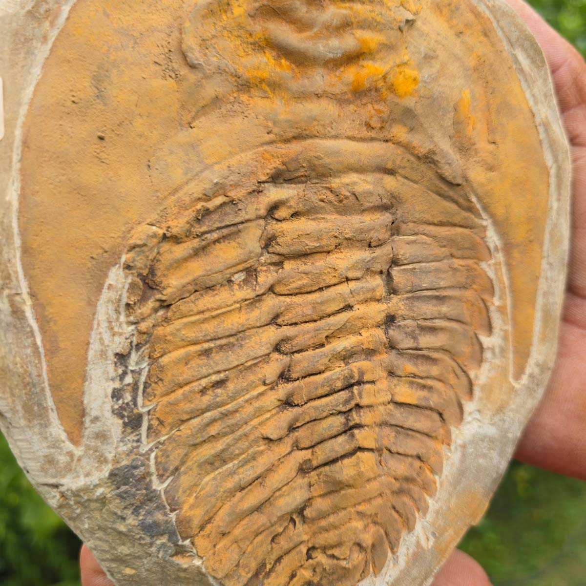 Echter Trilobit Fossil auf Matrix – Naturfund aus Marokko - handpräpariert - 20x15cm - Nr. 91