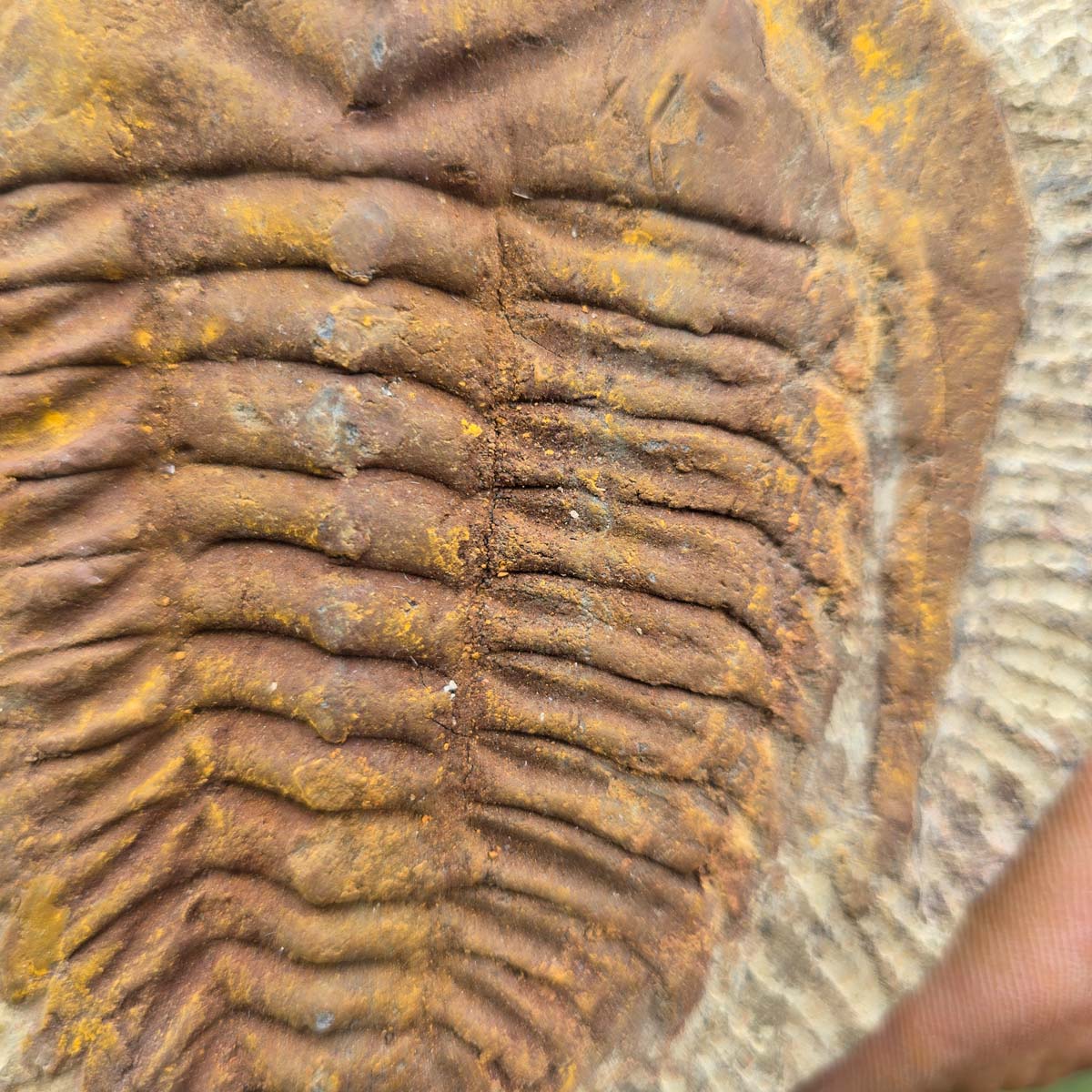 Echter Trilobit Fossil auf Matrix – Naturfund aus Marokko - handpräpariert - 14x13cm - Nr. 92