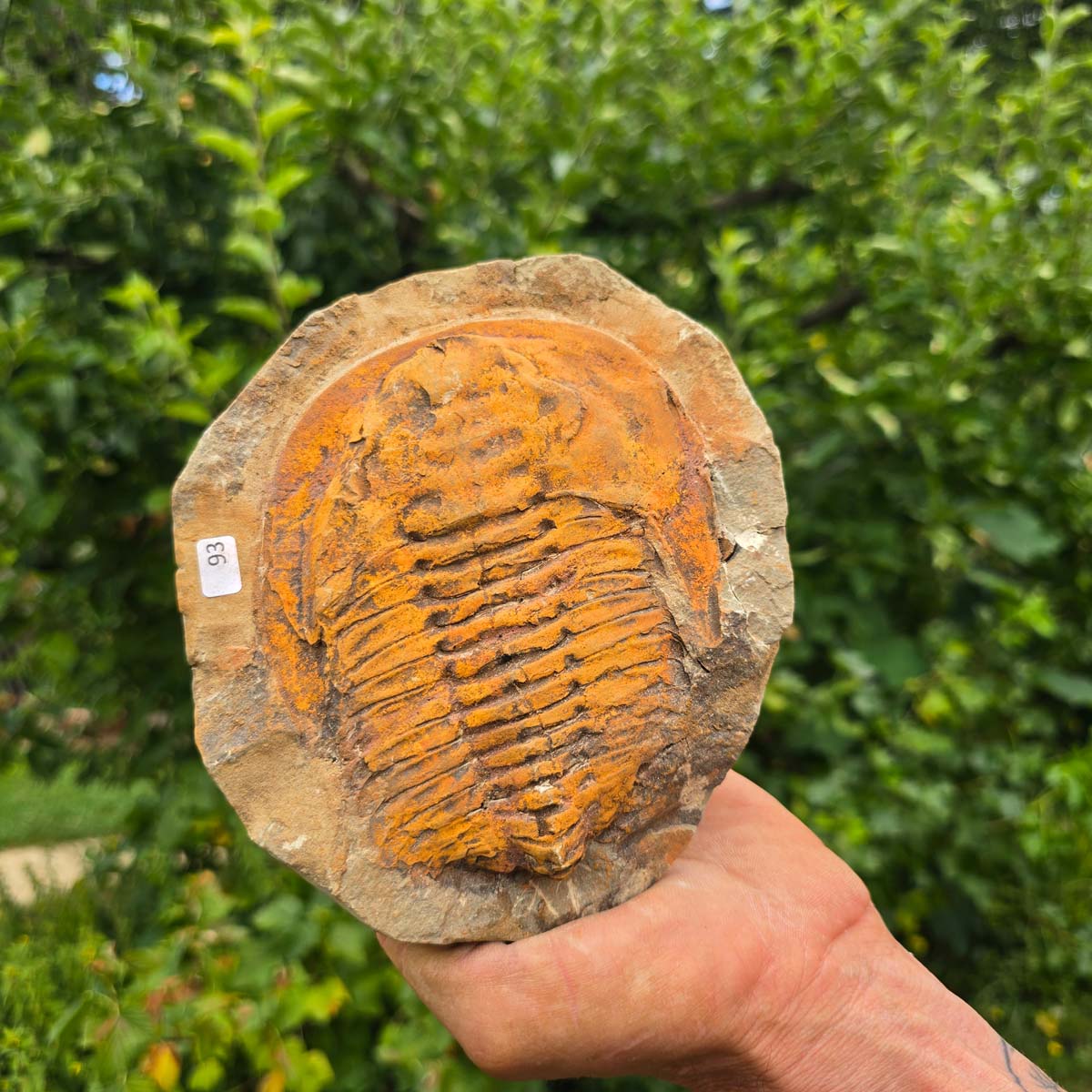 Echter Trilobit Fossil auf Matrix – Naturfund aus Marokko - handpräpariert - 16x14cm - Nr. 93