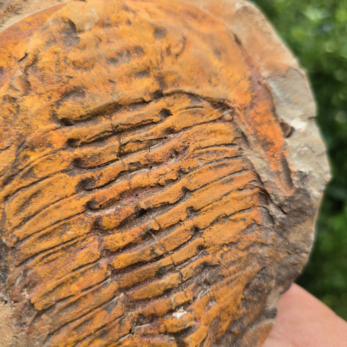 Echter Trilobit Fossil auf Matrix – Naturfund aus Marokko - handpräpariert - 16x14cm - Nr. 93