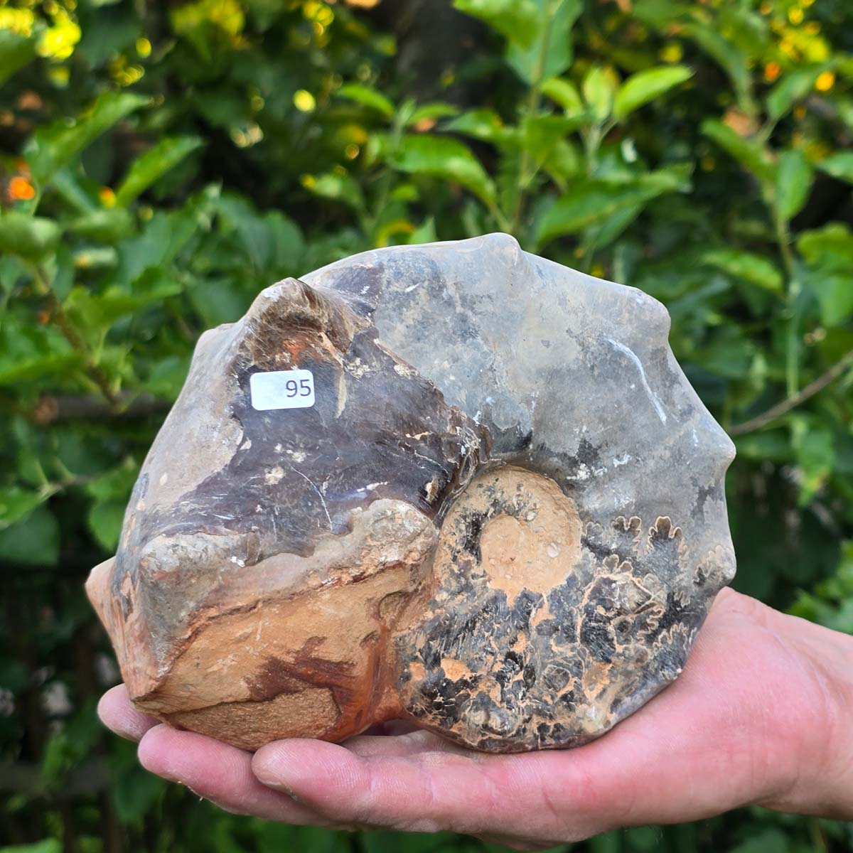 Ammonit - Echtes versteinertes Fossil - 100 Millionen Jahre alt - 15x13x7 cm - NR. 95