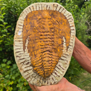Echter Trilobit Fossil auf Matrix – Naturfund aus Marokko - handpräpariert - 27x18cm - Nr. 95