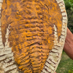 Echter Trilobit Fossil auf Matrix – Naturfund aus Marokko - handpräpariert - 27x18cm - Nr. 95