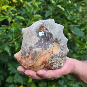 Ammonit - Echtes versteinertes Fossil - 100 Millionen Jahre alt - 15x13x7 cm - NR. 95