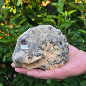 Ammonit - Echtes versteinertes Fossil - 100 Millionen Jahre alt - 13x10x6 cm - NR. 96