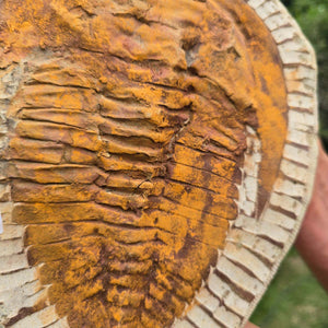 Echter Trilobit Fossil auf Matrix – Naturfund aus Marokko - handpräpariert - 25x18cm - Nr. 96