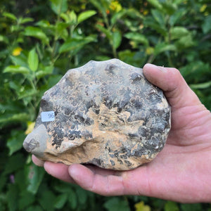 Ammonit - Echtes versteinertes Fossil - 100 Millionen Jahre alt - 13x10x6 cm - NR. 96