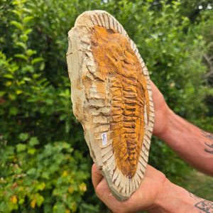 Echter Trilobit Fossil auf Matrix – Naturfund aus Marokko - handpräpariert - 25x18cm - Nr. 96