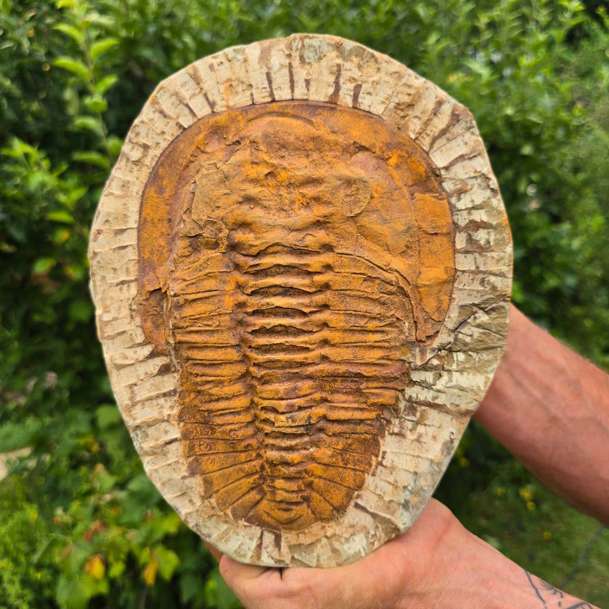 Echter Trilobit Fossil auf Matrix – Naturfund aus Marokko - handpräpariert - 25x19cm - Nr. 97