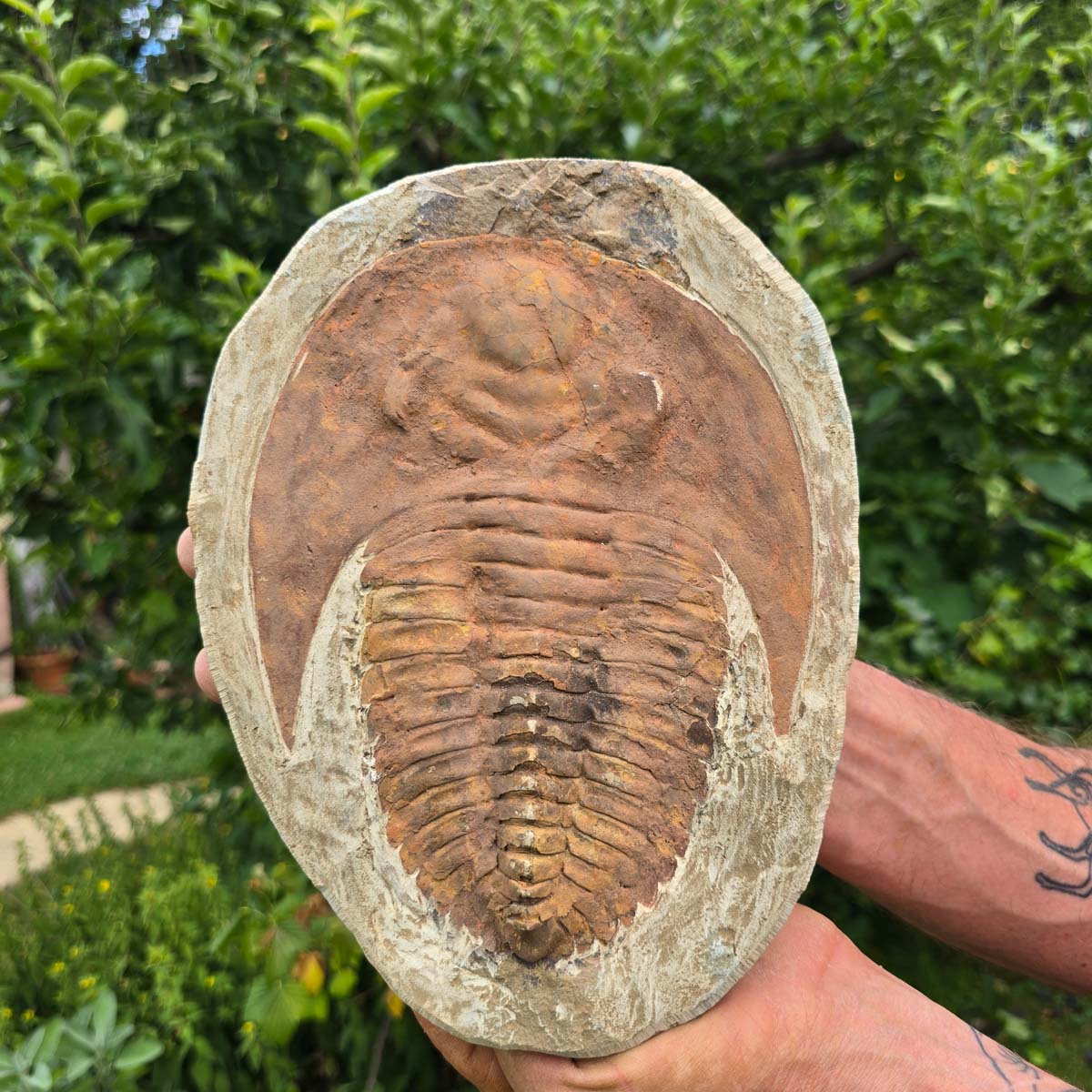 Echter Trilobit Fossil auf Matrix – Naturfund aus Marokko - handpräpariert - 24x19cm - Nr. 98
