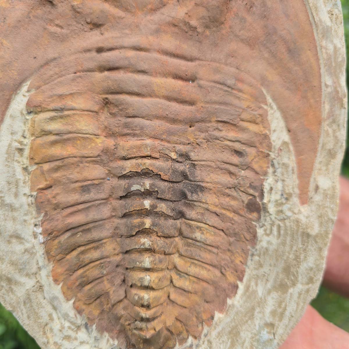 Echter Trilobit Fossil auf Matrix – Naturfund aus Marokko - handpräpariert - 24x19cm - Nr. 98