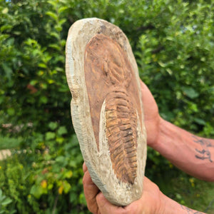 Echter Trilobit Fossil auf Matrix – Naturfund aus Marokko - handpräpariert - 24x19cm - Nr. 98