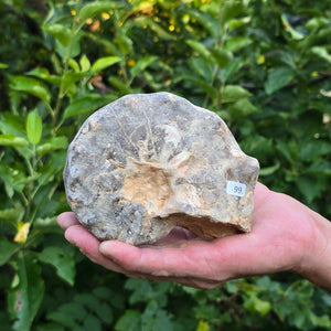 Ammonit - Echtes versteinertes Fossil - 100 Millionen Jahre alt - 12x10x6 cm - NR. 99