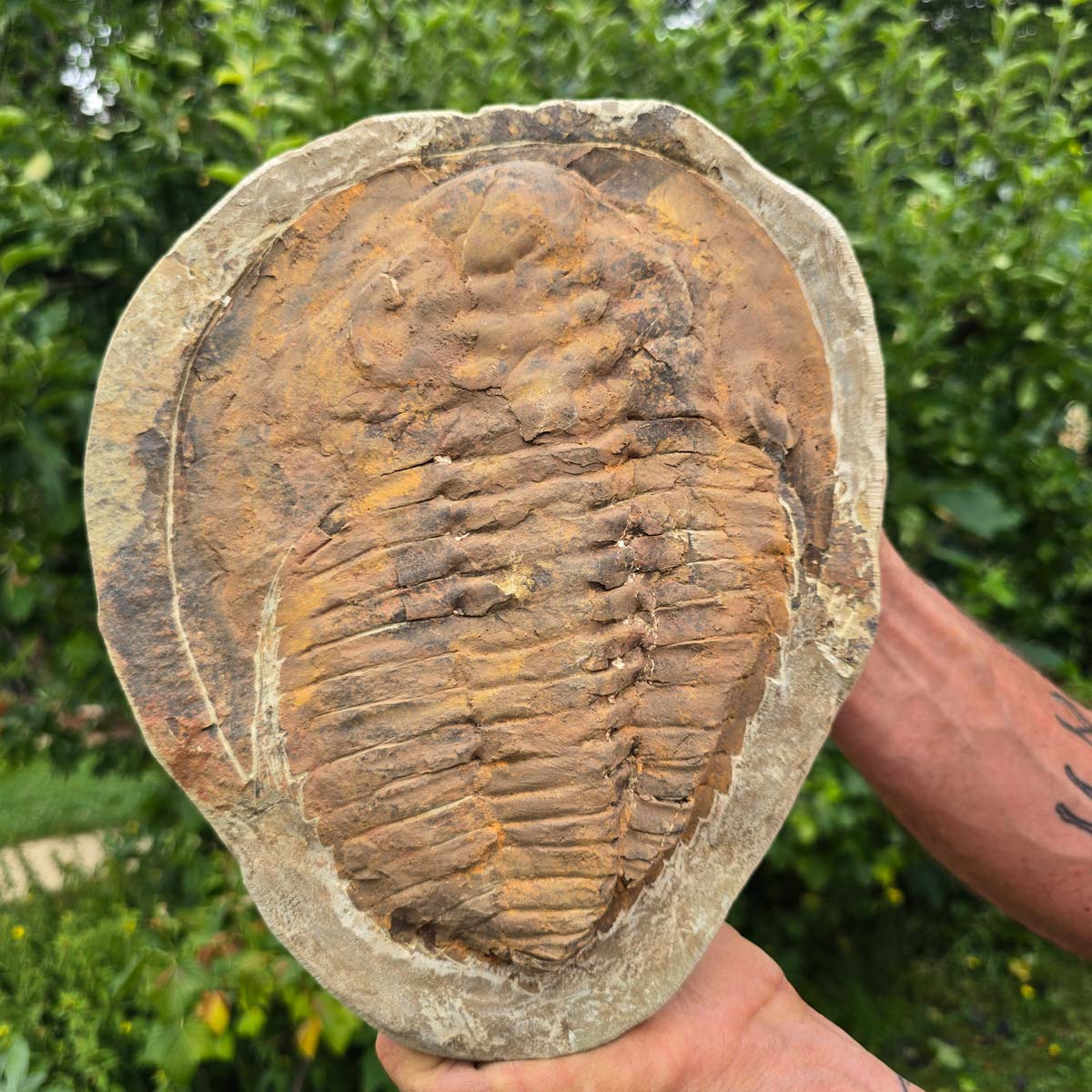 Echter Trilobit Fossil auf Matrix – Naturfund aus Marokko - handpräpariert - 27x22cm - Nr. 99