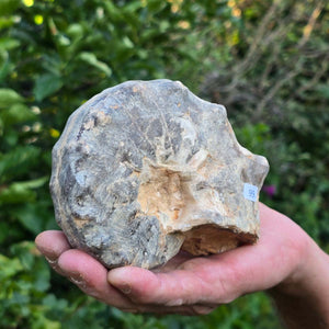 Ammonit - Echtes versteinertes Fossil - 100 Millionen Jahre alt - 12x10x6 cm - NR. 99