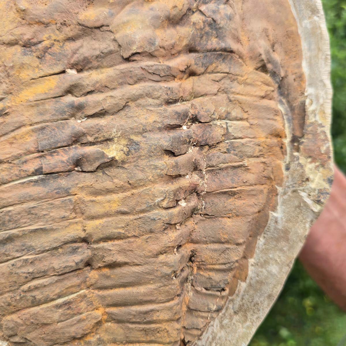 Echter Trilobit Fossil auf Matrix – Naturfund aus Marokko - handpräpariert - 27x22cm - Nr. 99