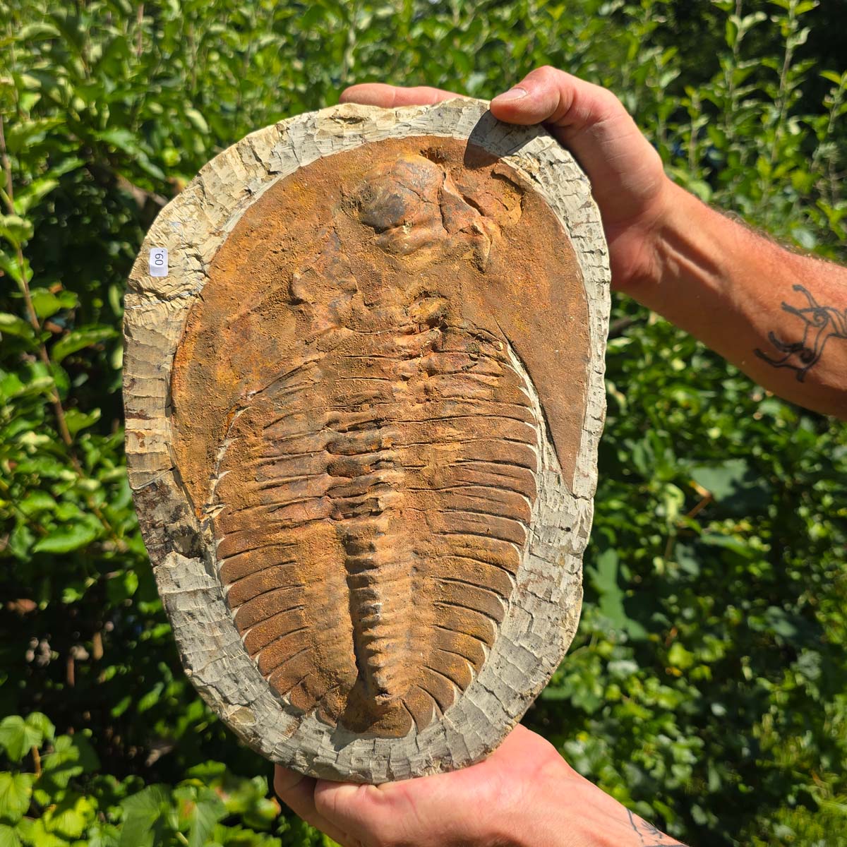 Echter Trilobit Fossil auf Matrix – Naturfund aus Marokko - handpräpariert - 32x23cm - Nr. 9
