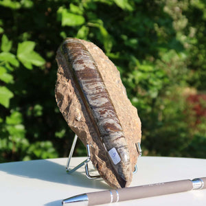 Orthoceras Fossil – 20x9cm geschliffene Platte aus Marokko - Nr. 9