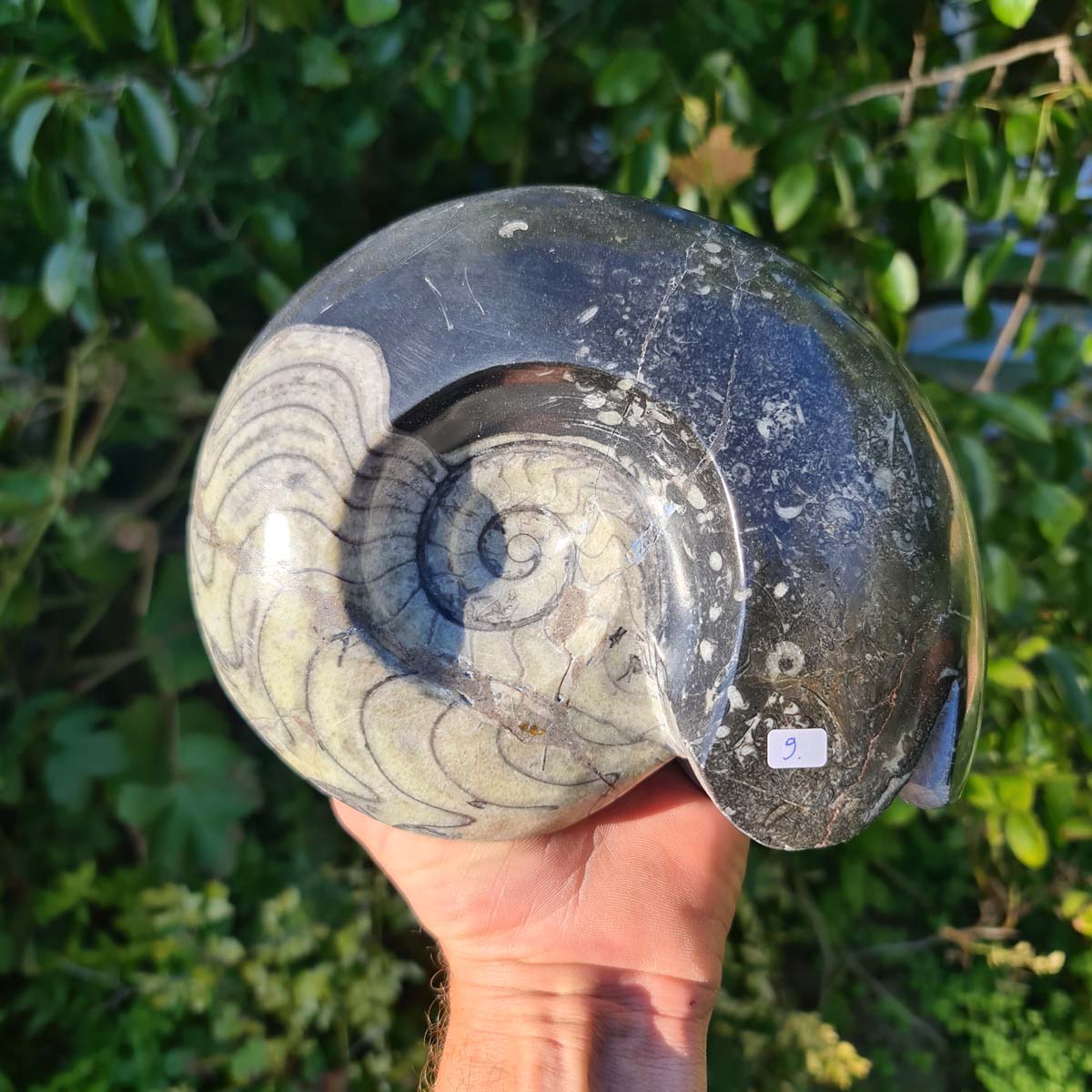 Ammonit - Echtes versteinertes Fossil - 100 Millionen Jahre alt - 20x17 cm - NR. 48