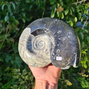 Ammonit - Echtes versteinertes Fossil - 100 Millionen Jahre alt - 20x17 cm - NR. 48