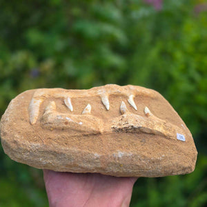 Mosasaurier Kiefer mit originalen Zähnen (Präpariert) – Fossil aus Marokko - 26x17cm - Nr. 9