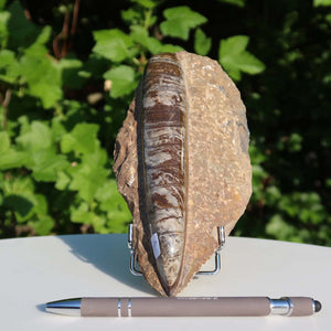Orthoceras Fossil – 20x9cm geschliffene Platte aus Marokko - Nr. 9