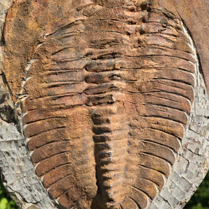 Echter Trilobit Fossil auf Matrix – Naturfund aus Marokko - handpräpariert - 32x23cm - Nr. 9