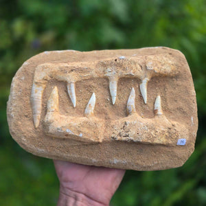 Mosasaurier Kiefer mit originalen Zähnen (Präpariert) – Fossil aus Marokko - 26x17cm - Nr. 9