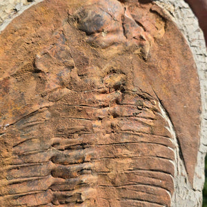 Echter Trilobit Fossil auf Matrix – Naturfund aus Marokko - handpräpariert - 32x23cm - Nr. 9