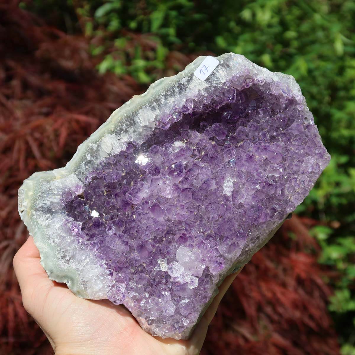 Hand holding Amethyst Drusen Stück 1A Qualität, 17x12cm, showcasing deep purple crystals and natural beauty against a lush background.