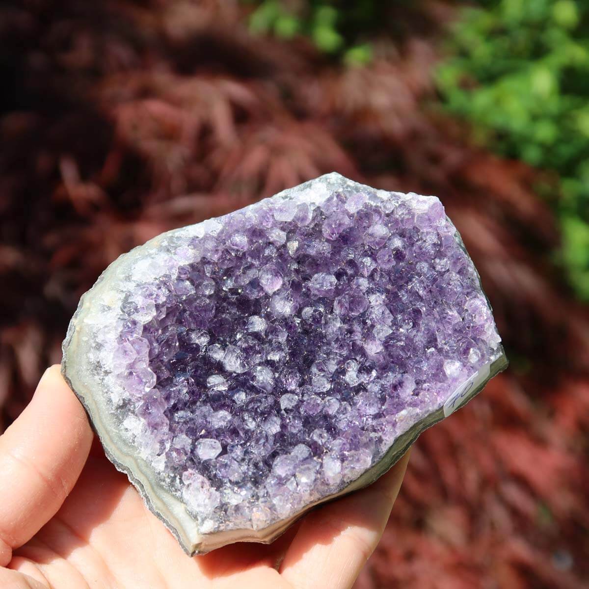 Hand holds an Amethyst Drusen 1A Quality with rich purple crystals against a natural red-brown blurred background.