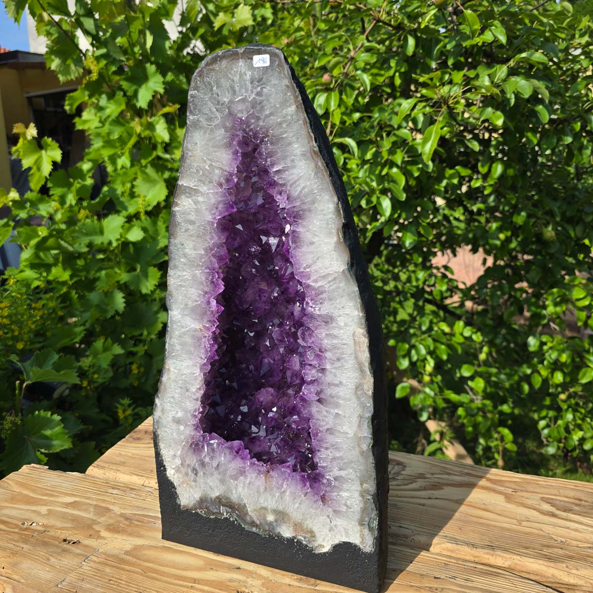 Amethyst Druse – Geode - 47x24x18cm und 21,4kg – Steinwelten OG - Nr. 196 glistening in sunlight against green leaves background.
