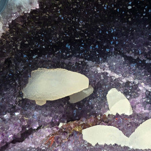 Amethyst Druse – Geode - 25x29x18cm und 13,8kg – Steinwelten OG - Nr. 272, unique crystal interior decor.