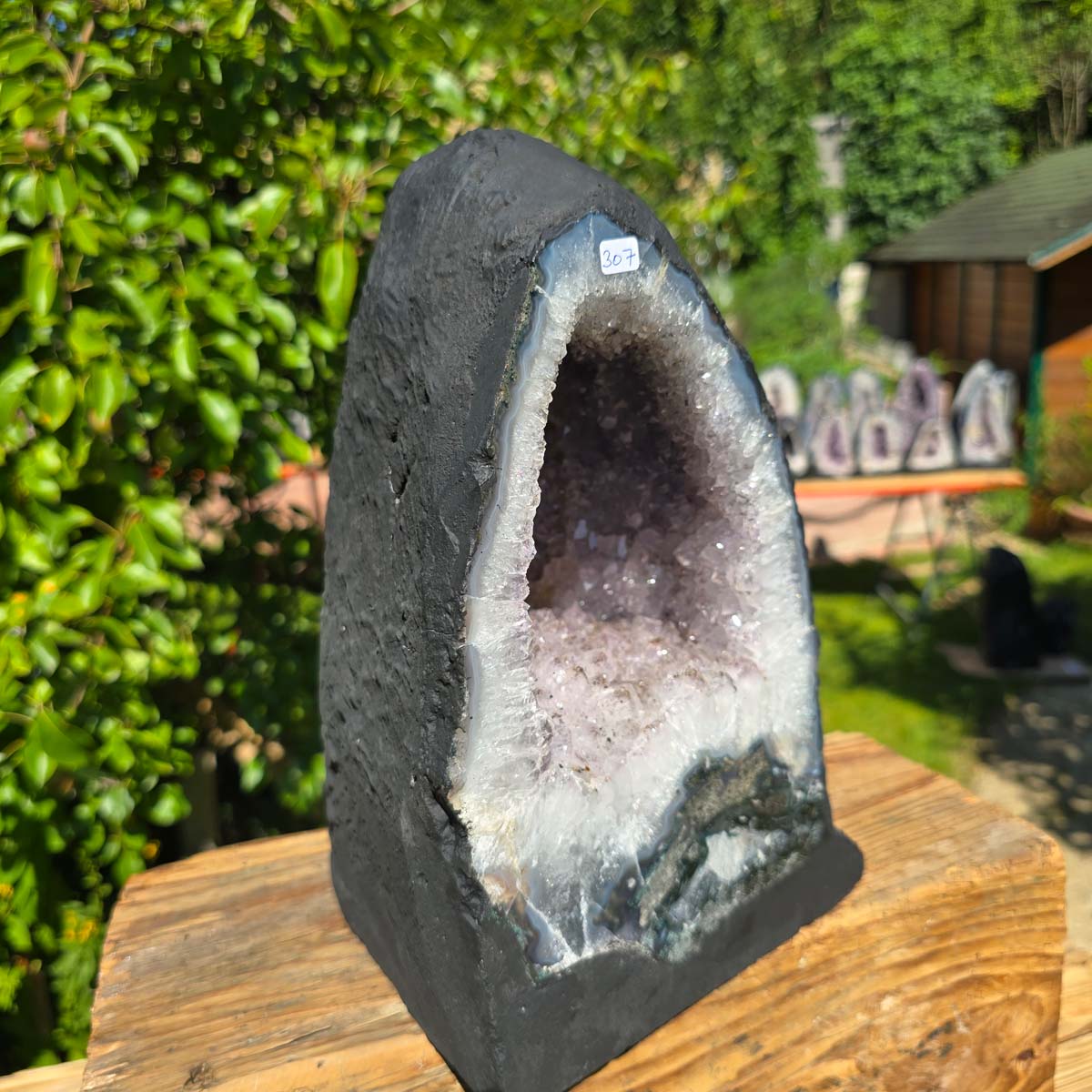 Amethyst Druse – Geode - 29x18cm und 11,2kg – Steinwelten OG - Nr. 307 in sunlight with vivid crystals against a lush green background.